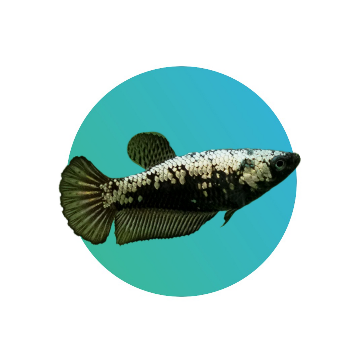 Round tail (Plakat) betta female (fighter fish)