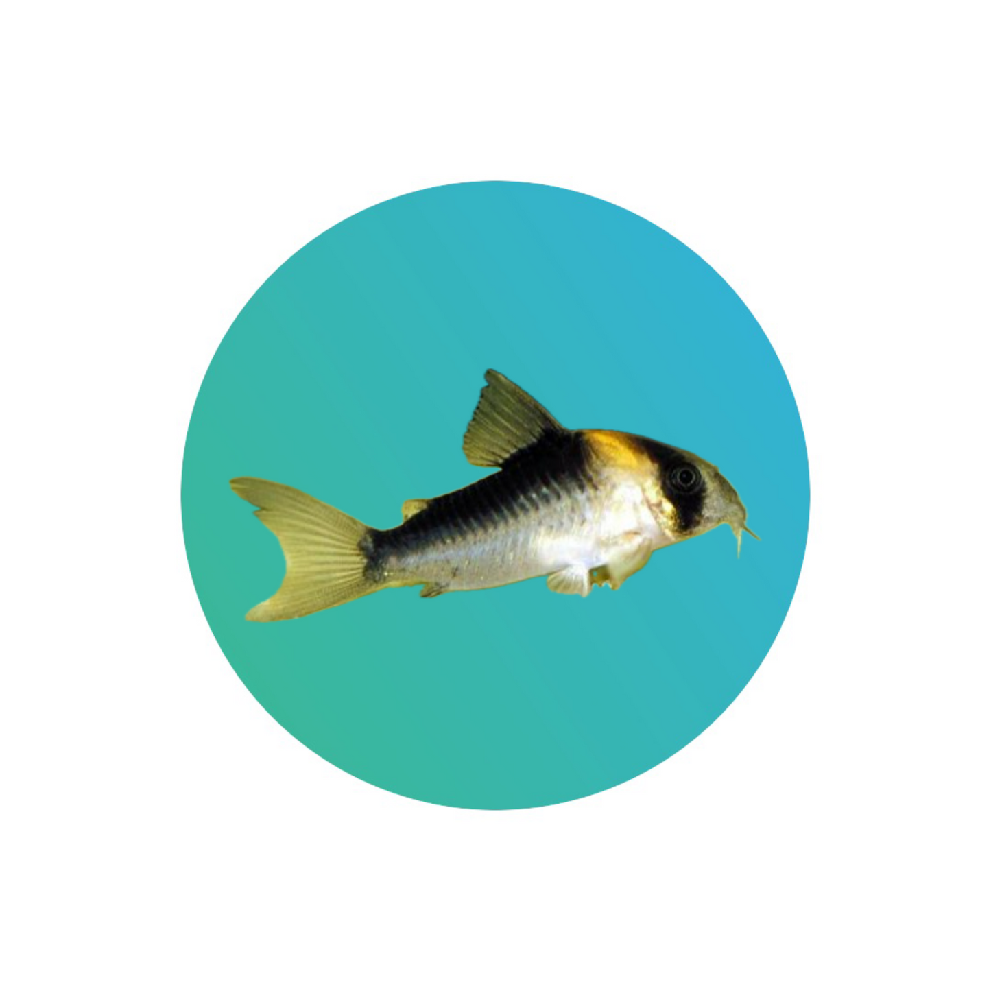 Duplicate corydora (Corydoras duplicareus)