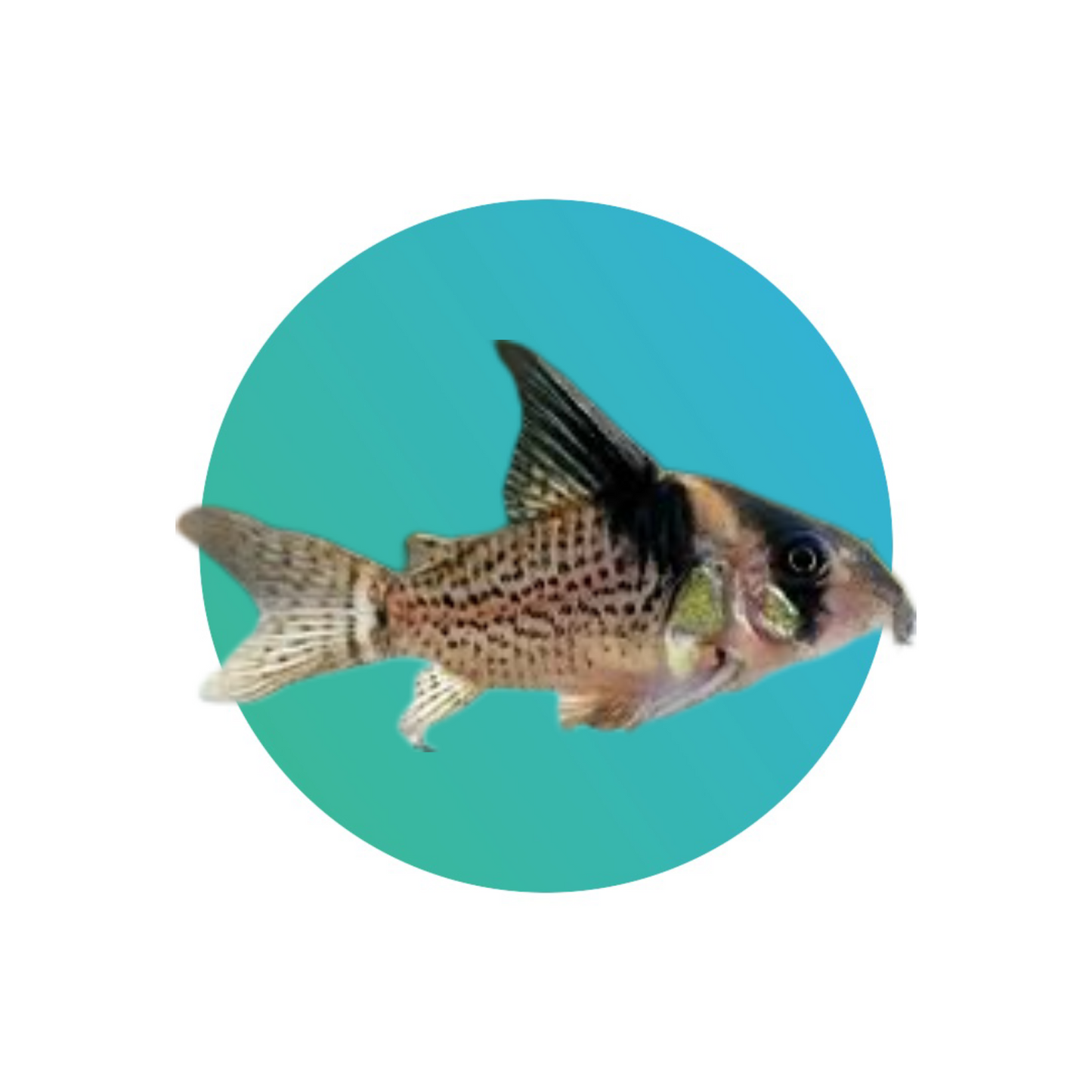 Spotted Hi Fin CW027 corydora