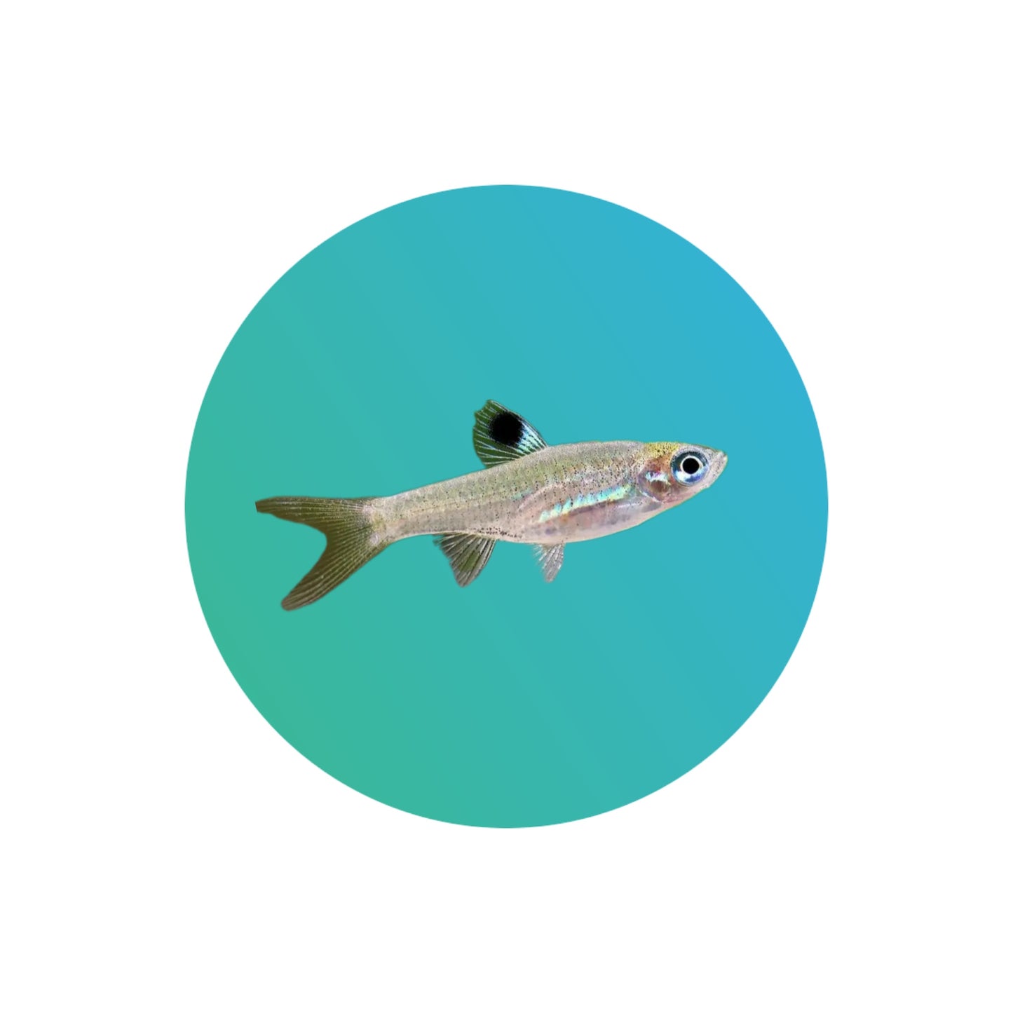 Green eye rasbora