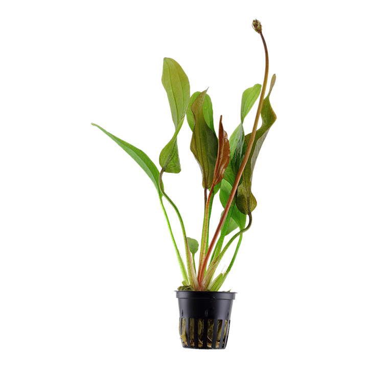 Tropica | Echinodorus ‘Red Diamond’ - Pot