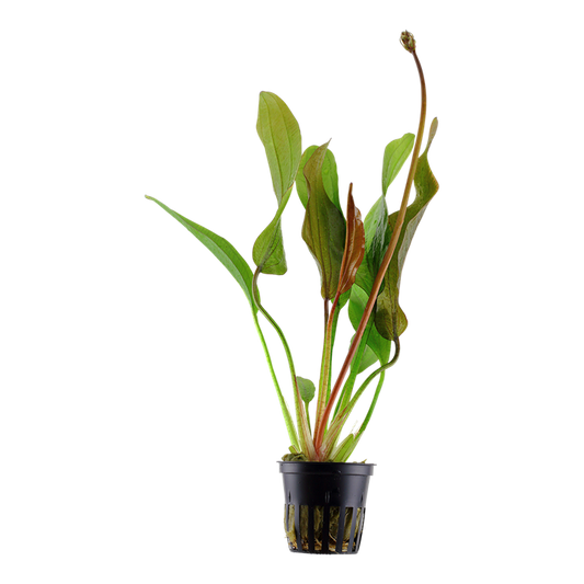 Tropica | Echinodorus ‘Red Diamond’ - Pot