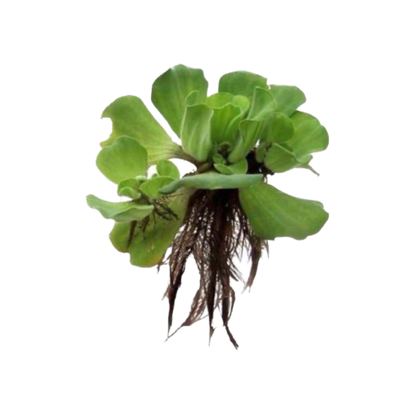 AG | Water lettuce (Pistia stratiotes) - Piece