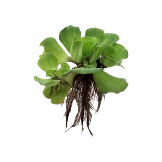 AG | Water lettuce (Pistia stratiotes) - Piece