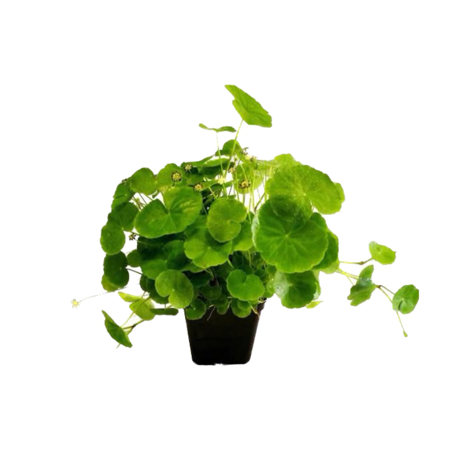 AG | Hydrocotyle leucocephala (Brazilian pennywort) - Pot