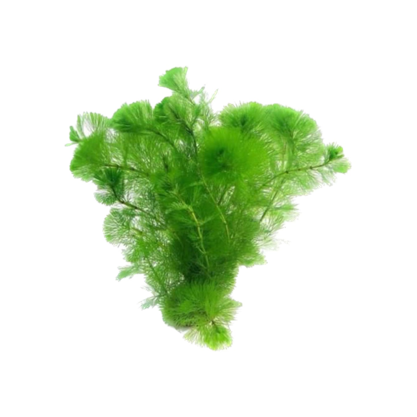 AG | Cabomba caroliniana (Carolina fanwort) - Pot