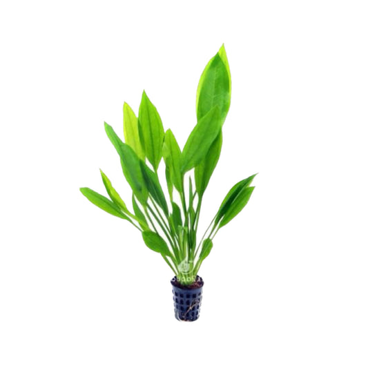 AG | Echinodorus amazonicus or Echinodorus grisebachii 'Bleherae' (Amazon sword) - Pot