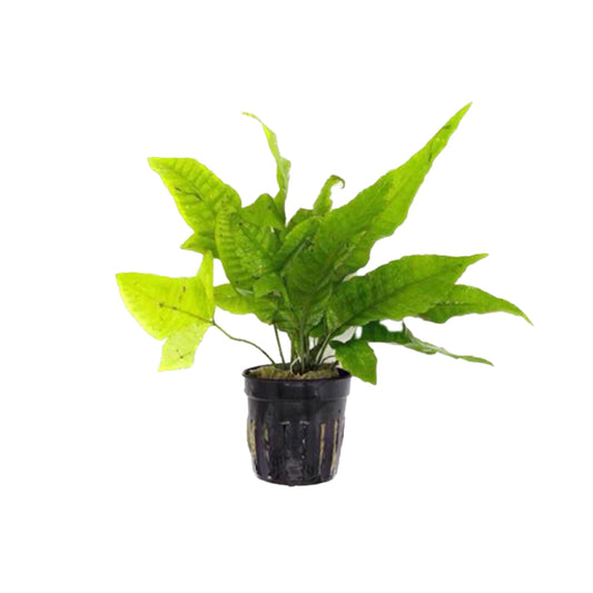 AG | Bolbitis heteroclita or bolbitis asiatica - Pot