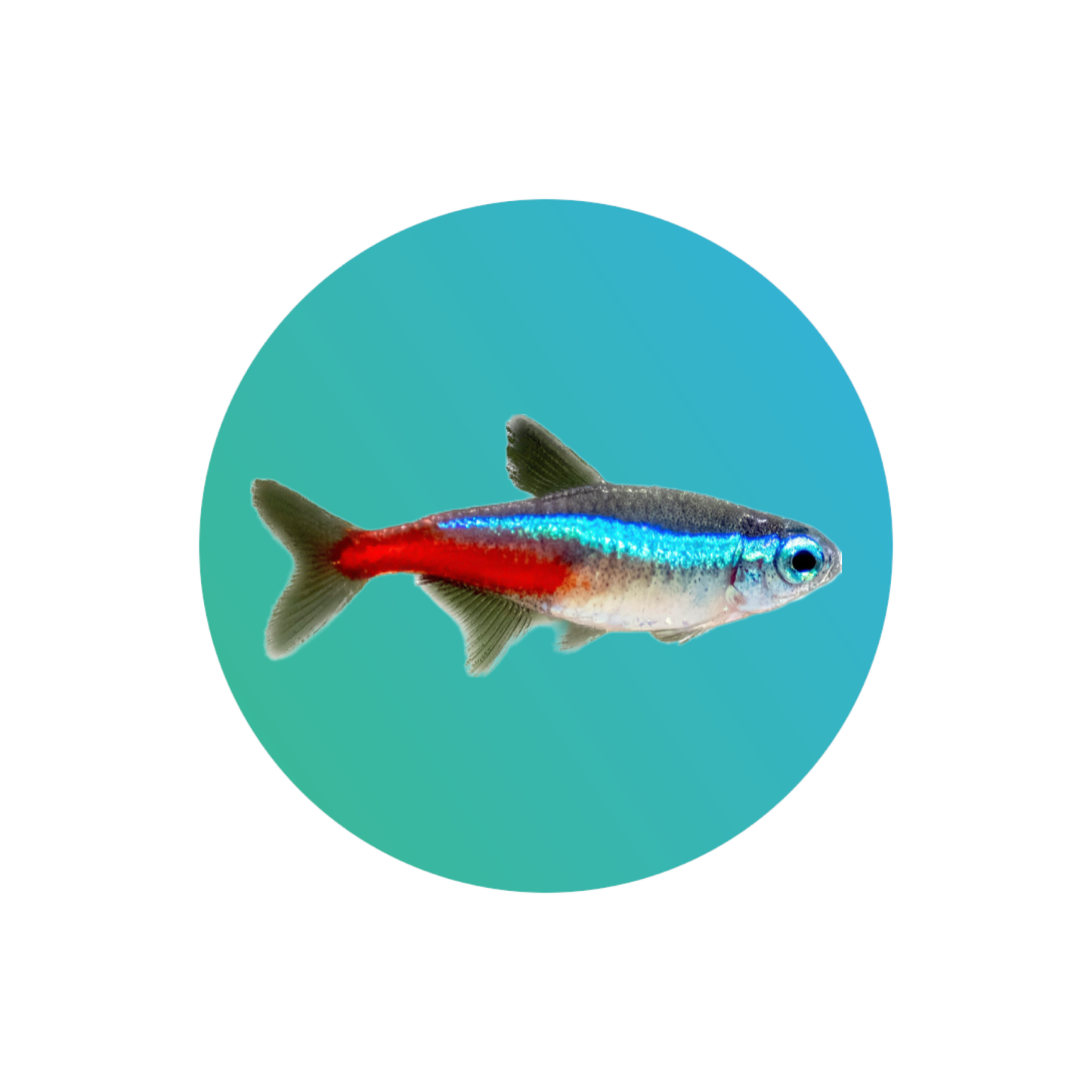 Neon tetra (Paracheirodon innesi)