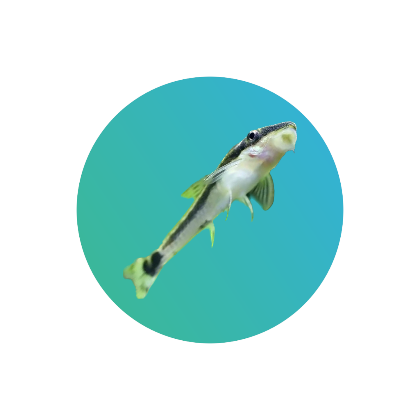 Otocinclus (Otocinclus vestitus)