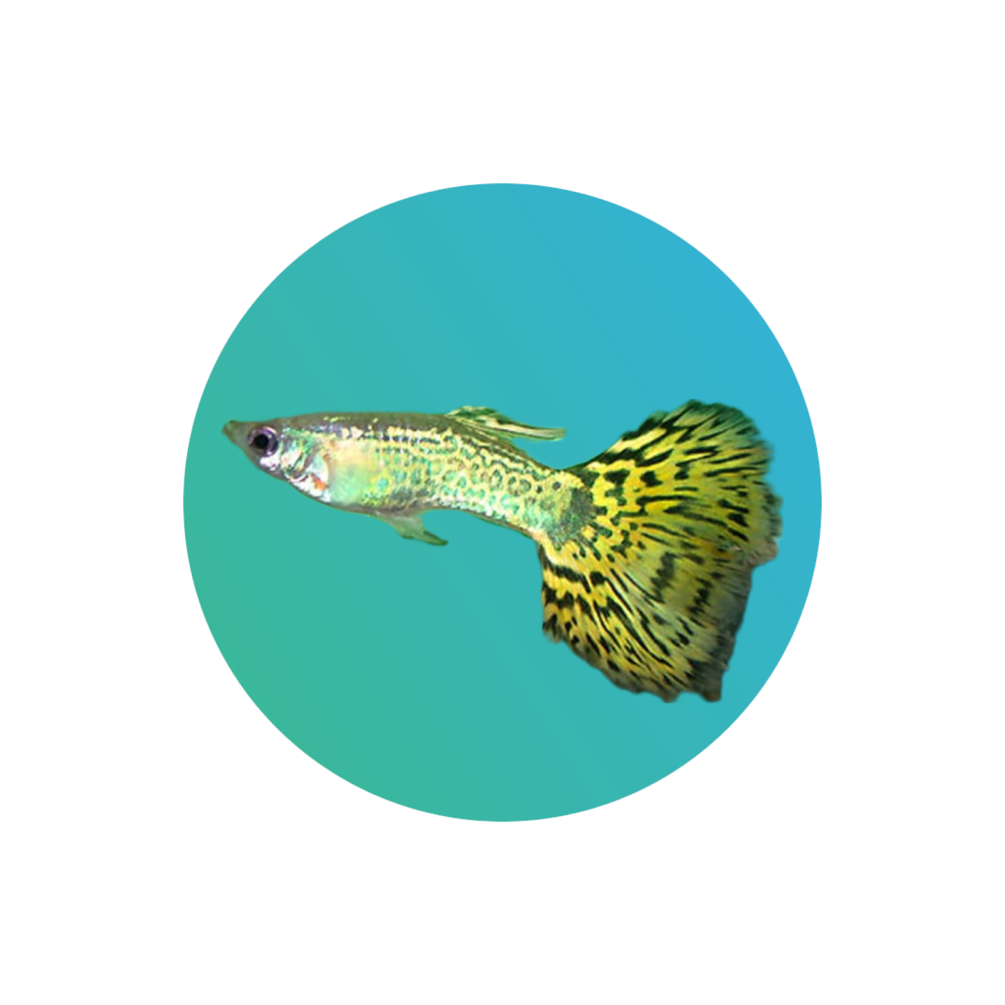 Guppy Snakeskin assorted AquaGallery