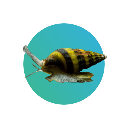 Assassin snail (Anentome helena)