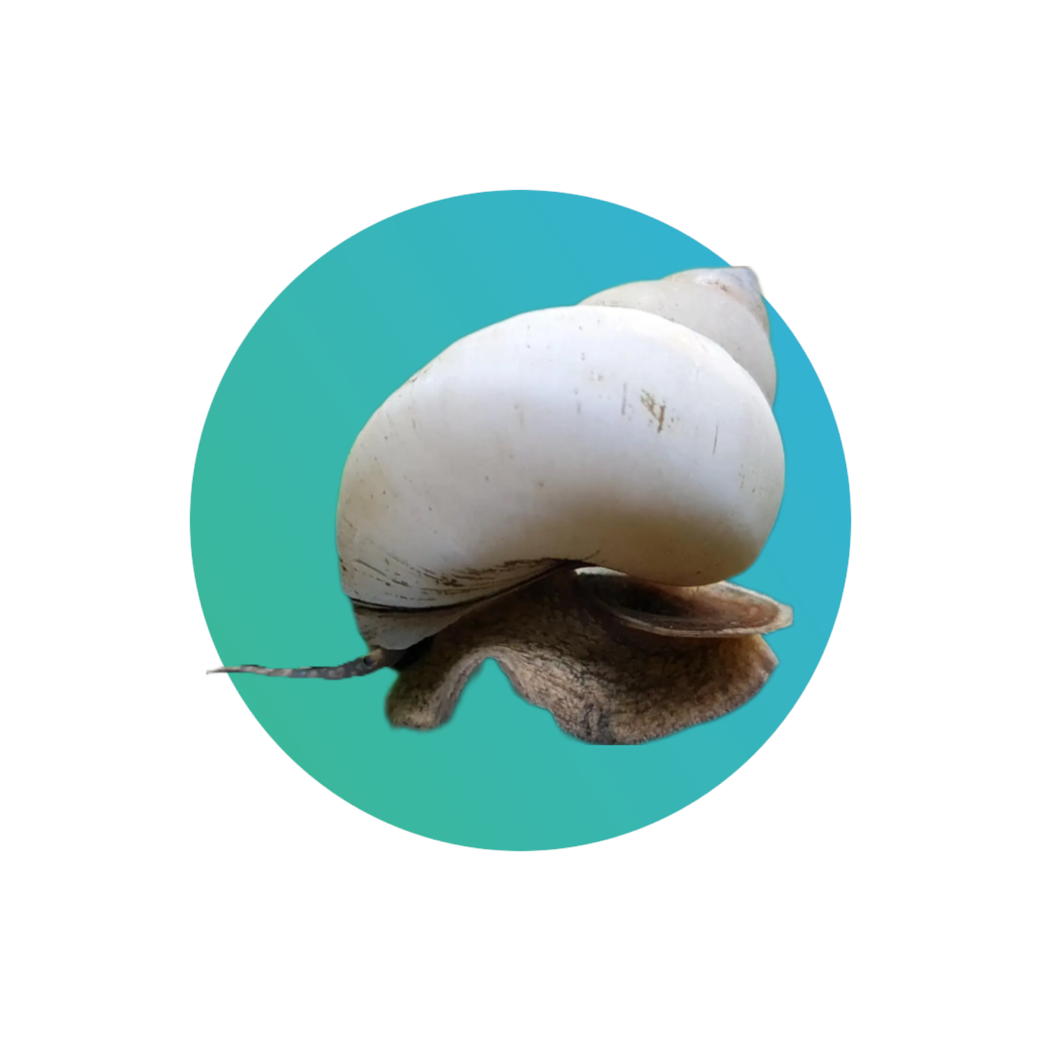 White wizard snail AquaGallery