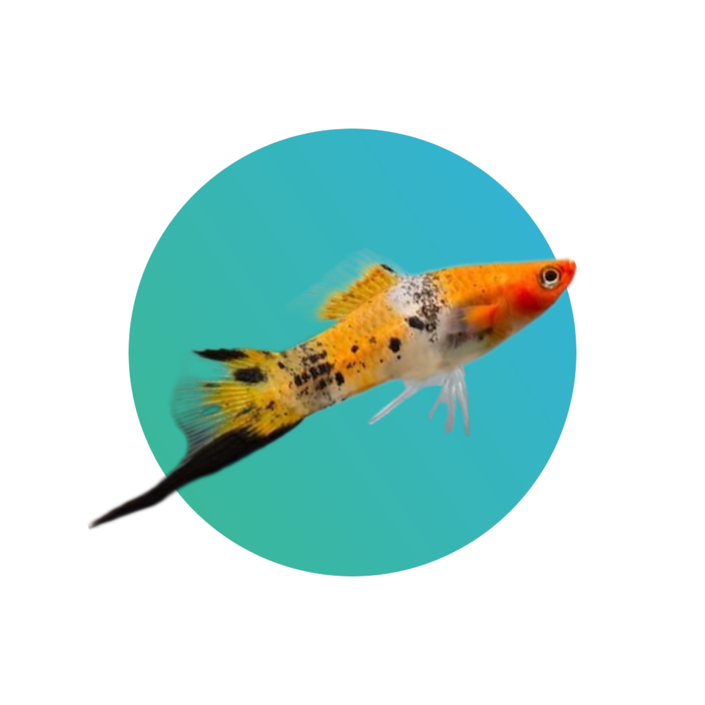 Koi swordtail