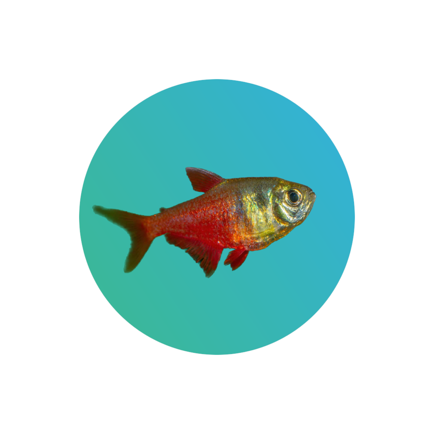 Flame Tetra, Von Rio Tetra, Red Tetra (Hyphessobrycon flammeus)