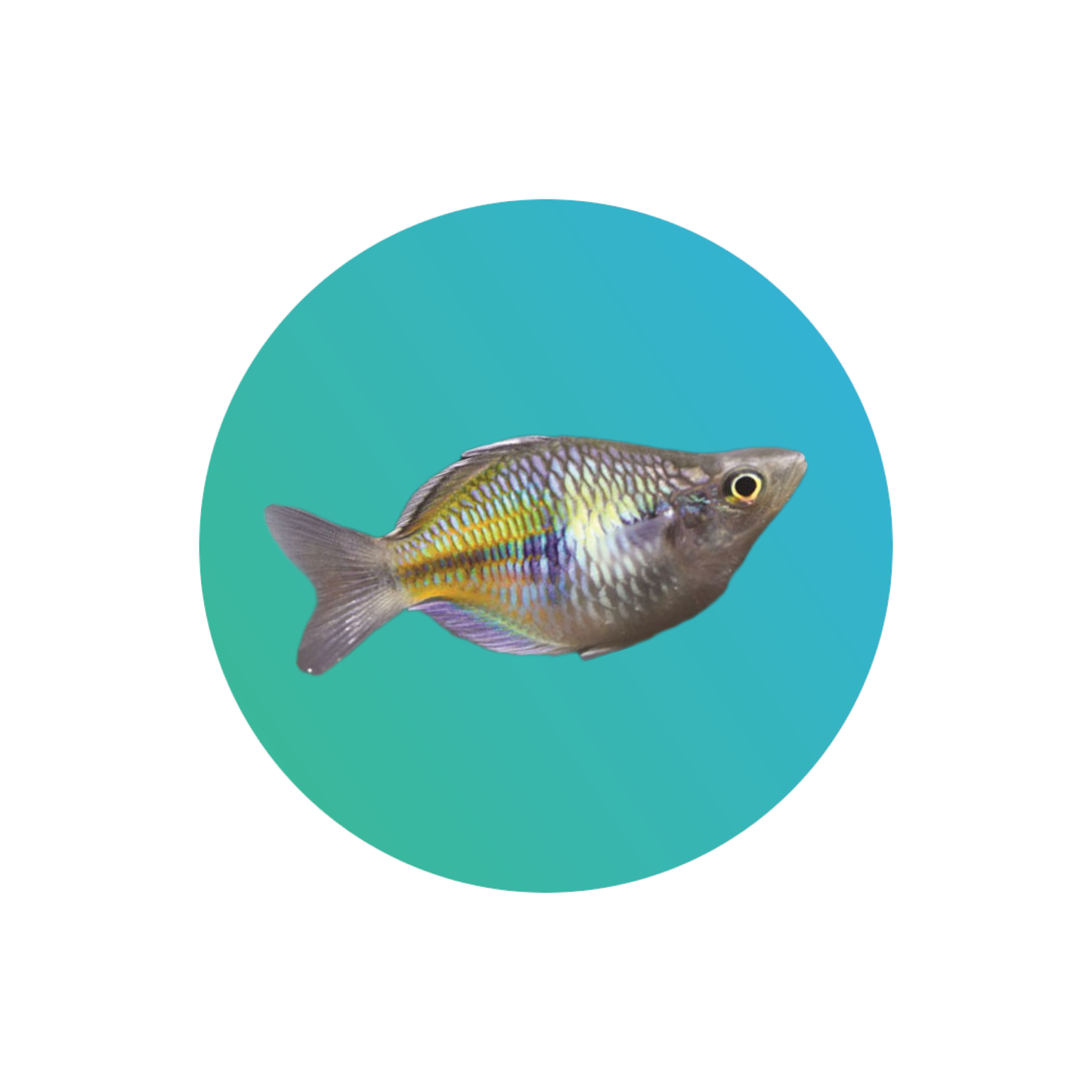 Balloon boesmani rainbowfish