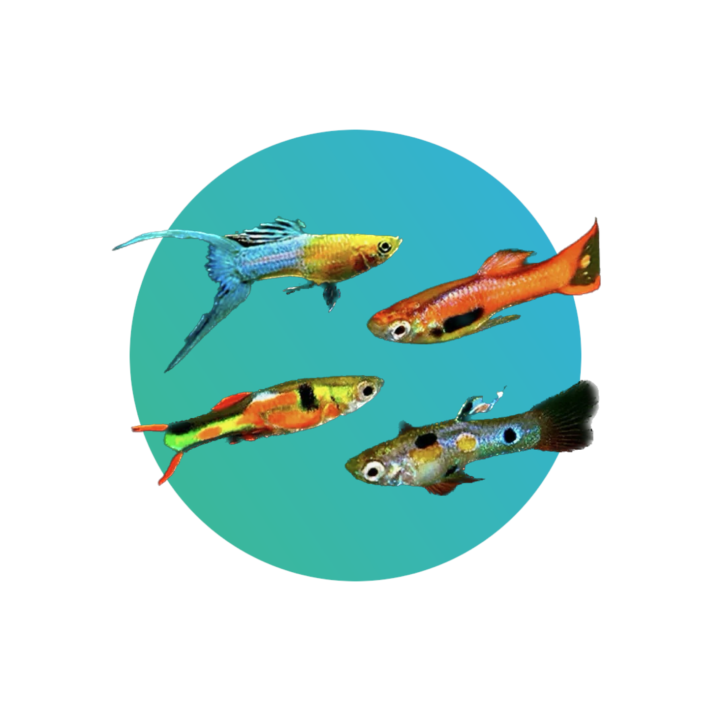 Endler Guppy or Endler's Livebearer assorted (Poecilia wingei)