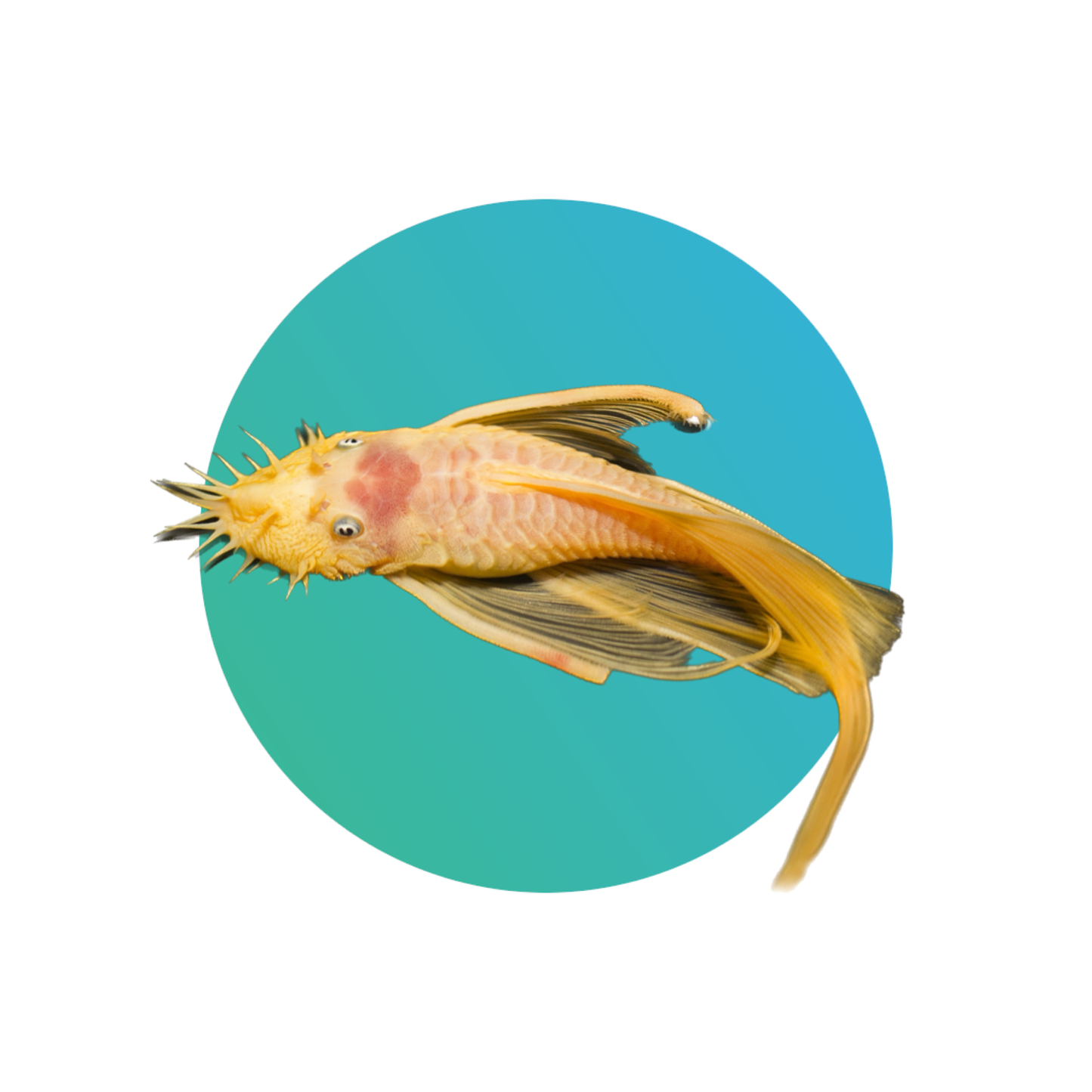 Longfin Albino Bristlenose Pleco