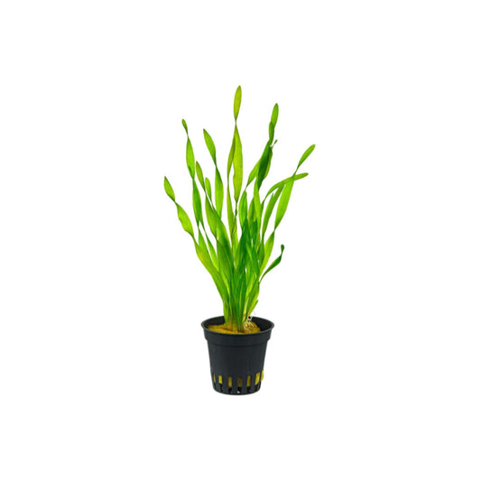 AG | Vallisneria Tortifolia or Torta - Pot