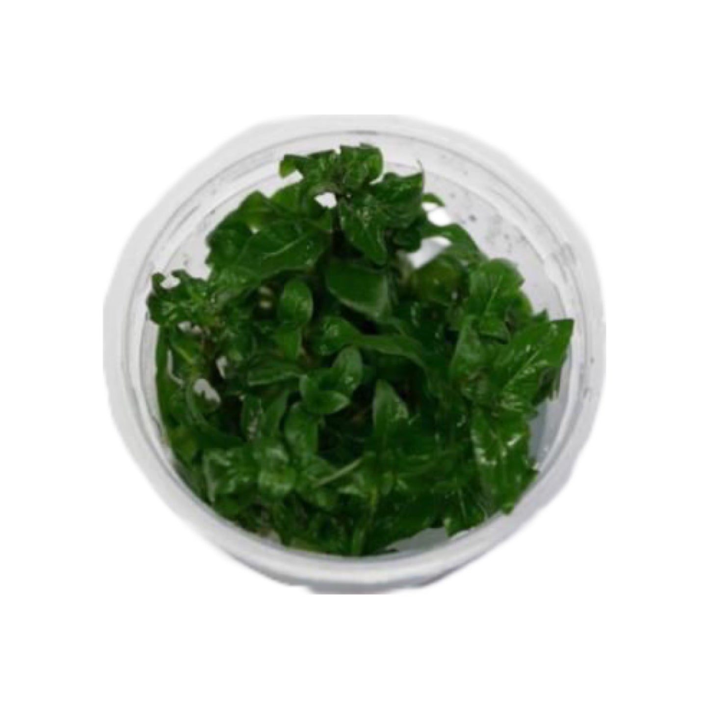 AG | Staurogyne repens - Cup