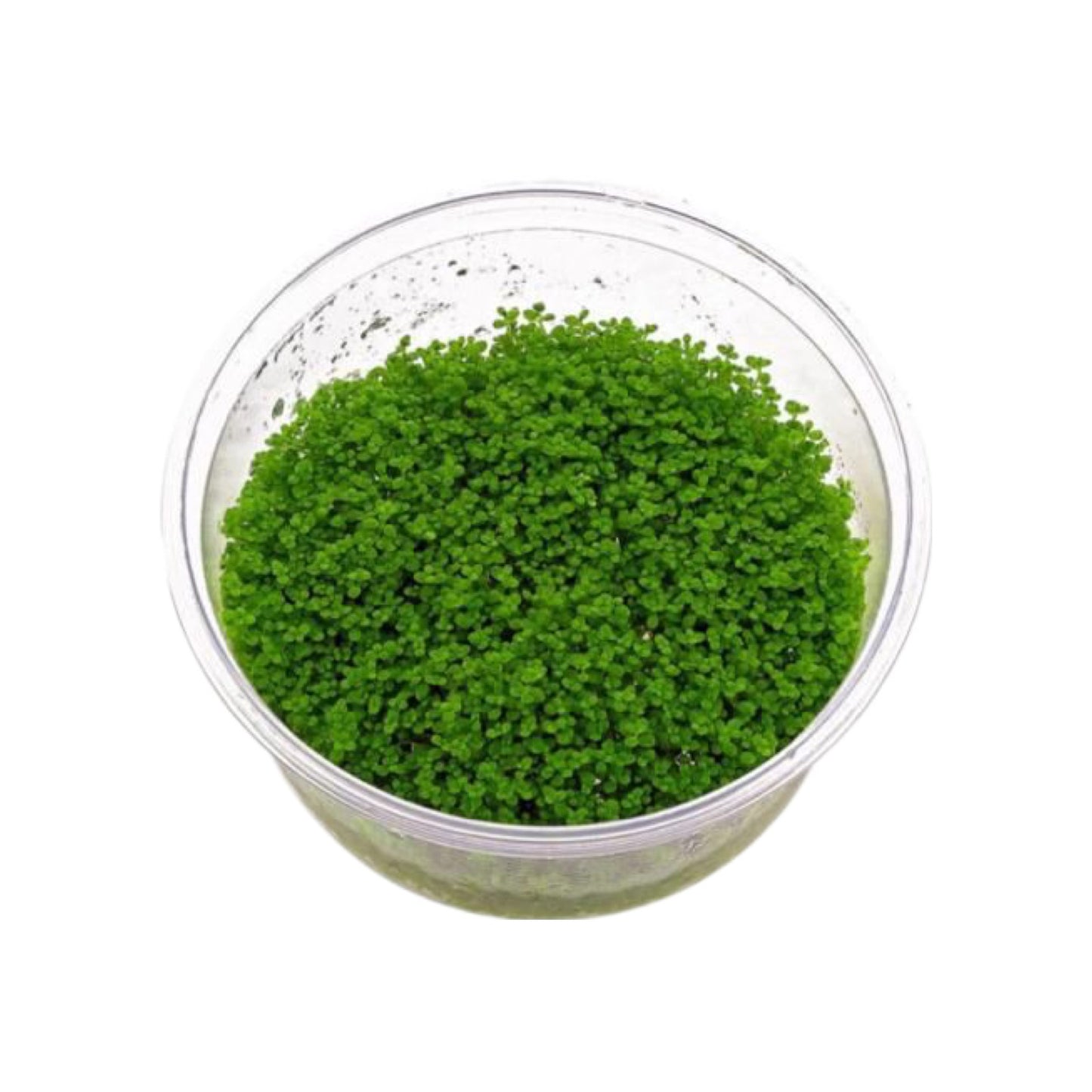 AG | Hemianthus micranthemoides or Micranthemum micranthemoides 'Pearlweed' - Cup