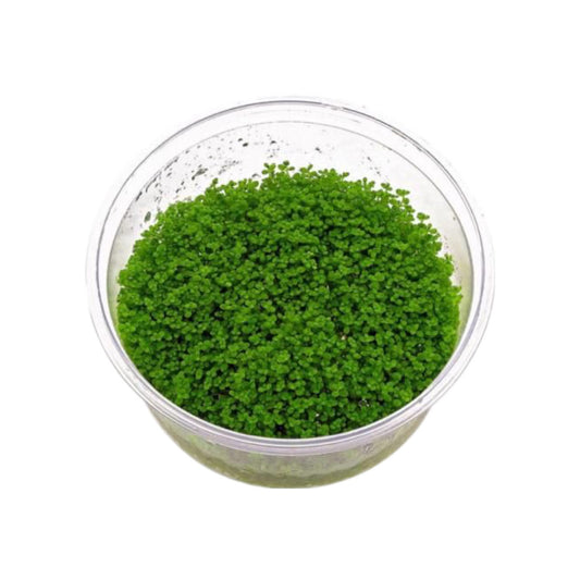 AG | Hemianthus micranthemoides or Micranthemum micranthemoides 'Pearlweed' - Cup