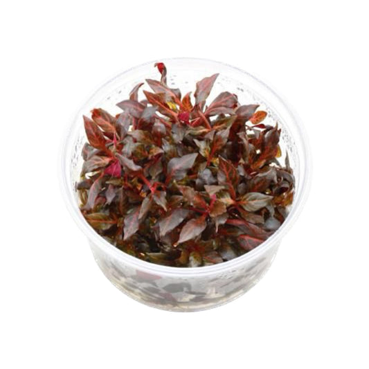 AG | Alternanthera reineckii 'Mini' - Cup