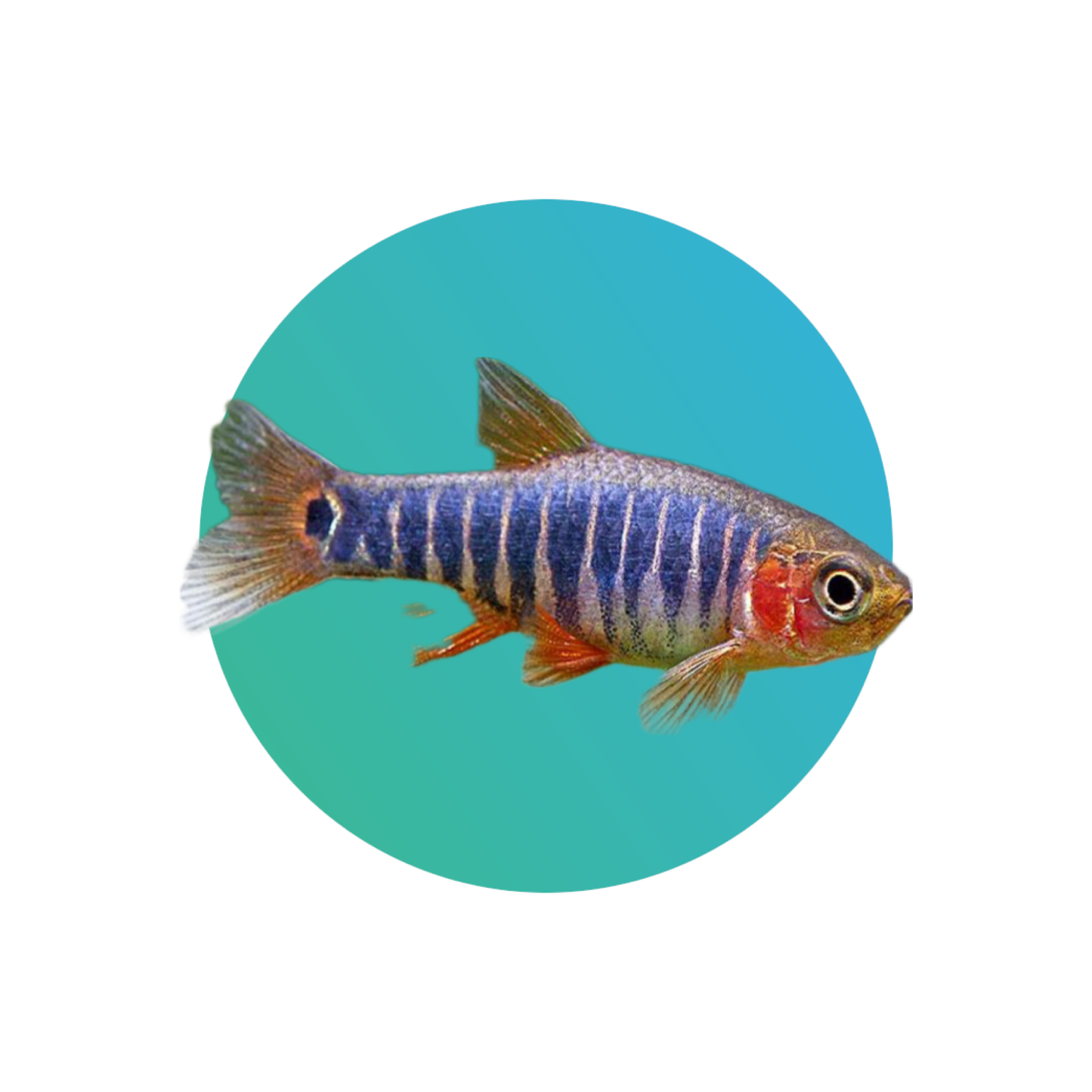 Emerald dwarf rasbora or Erythromicron danio