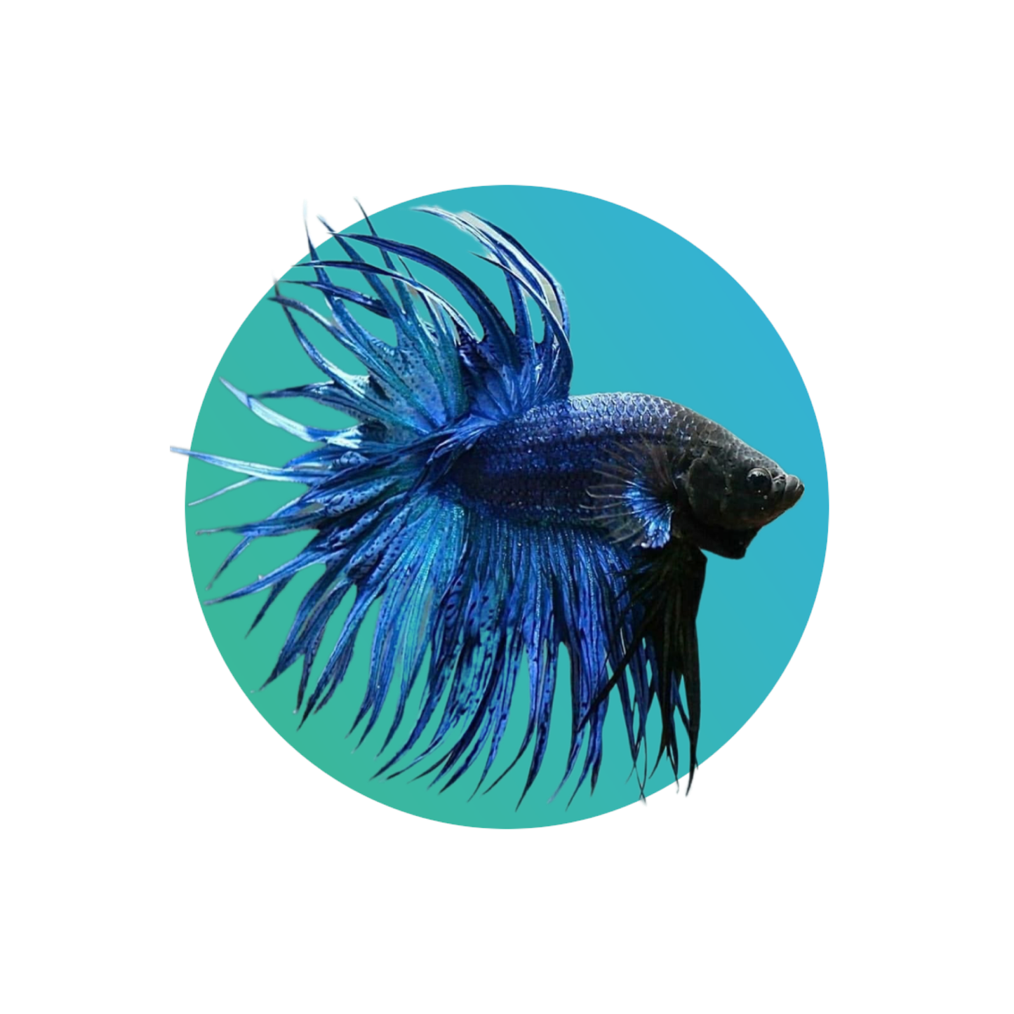 Crown tail betta - Assorted color