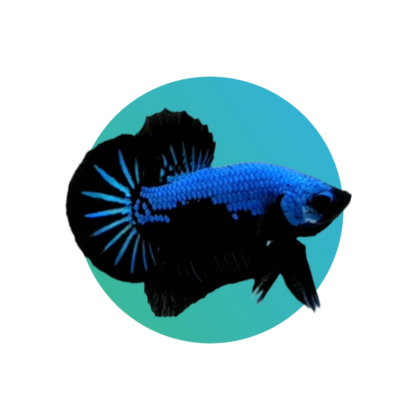 Round tail (Plakat) betta male (fighter fish)