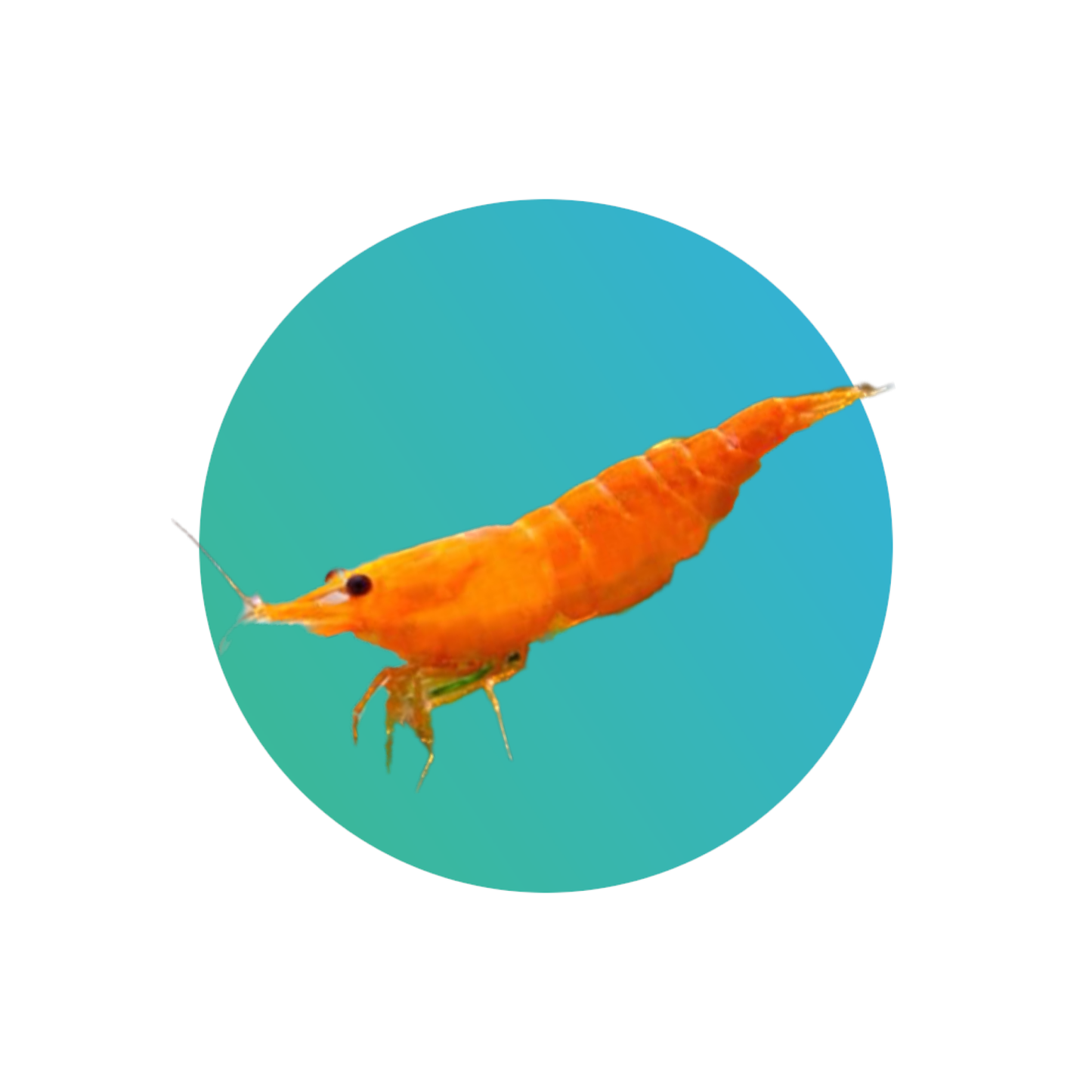 Orange shrimp