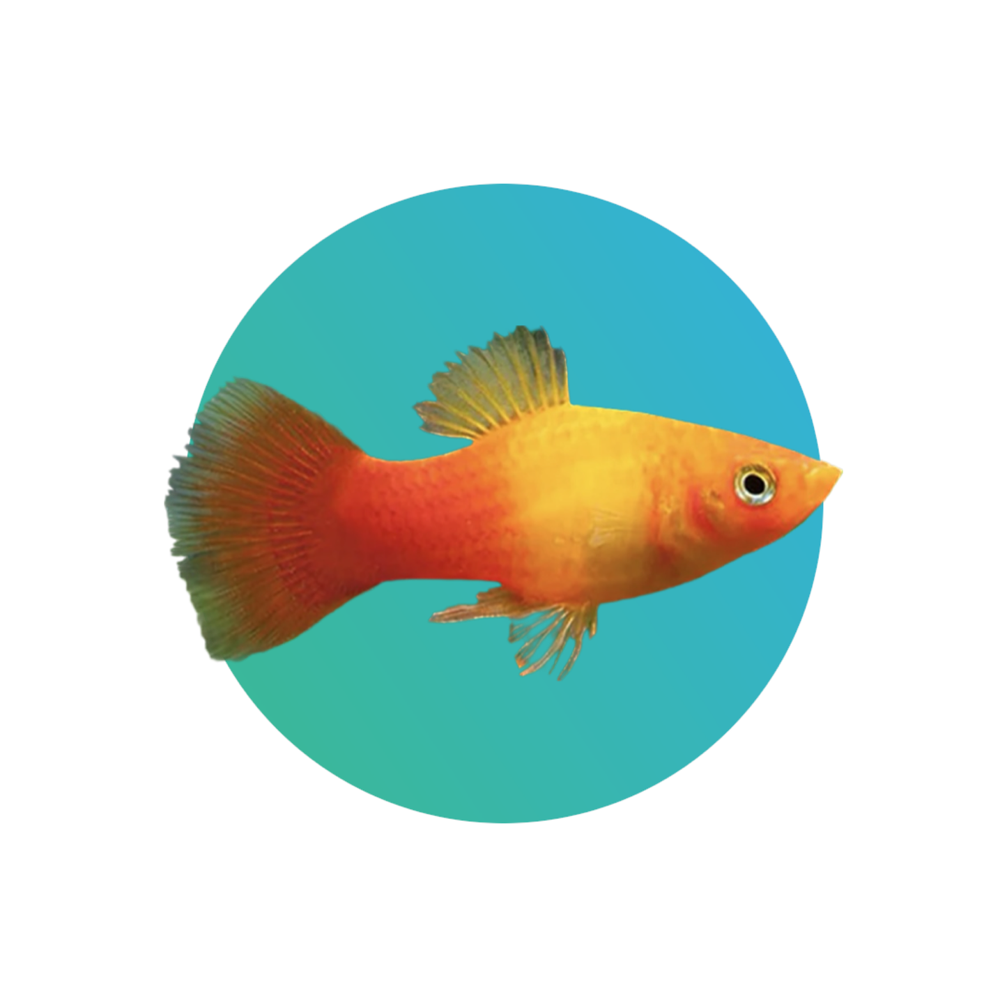 Sunset platy (Xiphophorus maculatus)