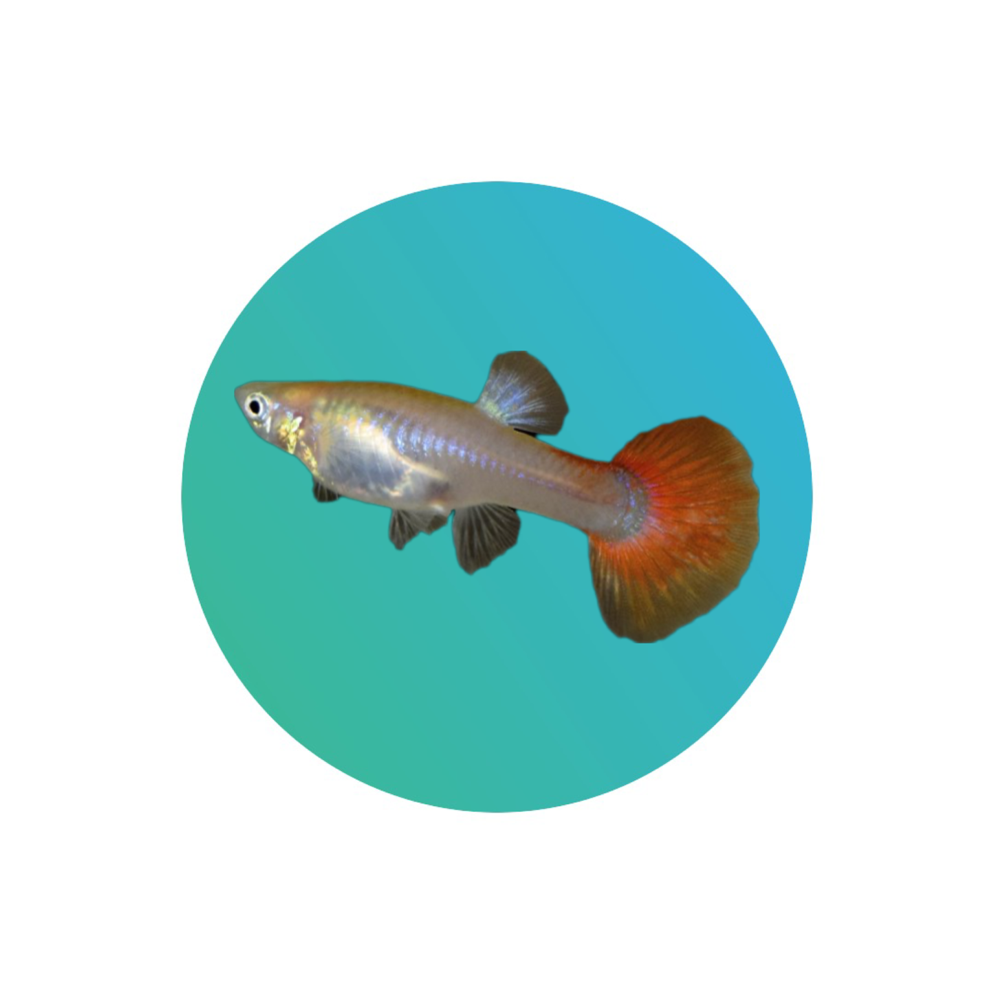 Guppy red platinum female