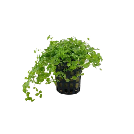 AG | Micranthemum tweediei 'Monte Carlo' - Pot