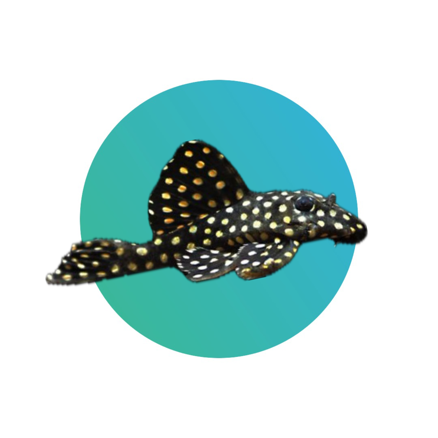 L201 Snowball pleco or Orinoco Angel pleco (Hypancistrus Sp.)