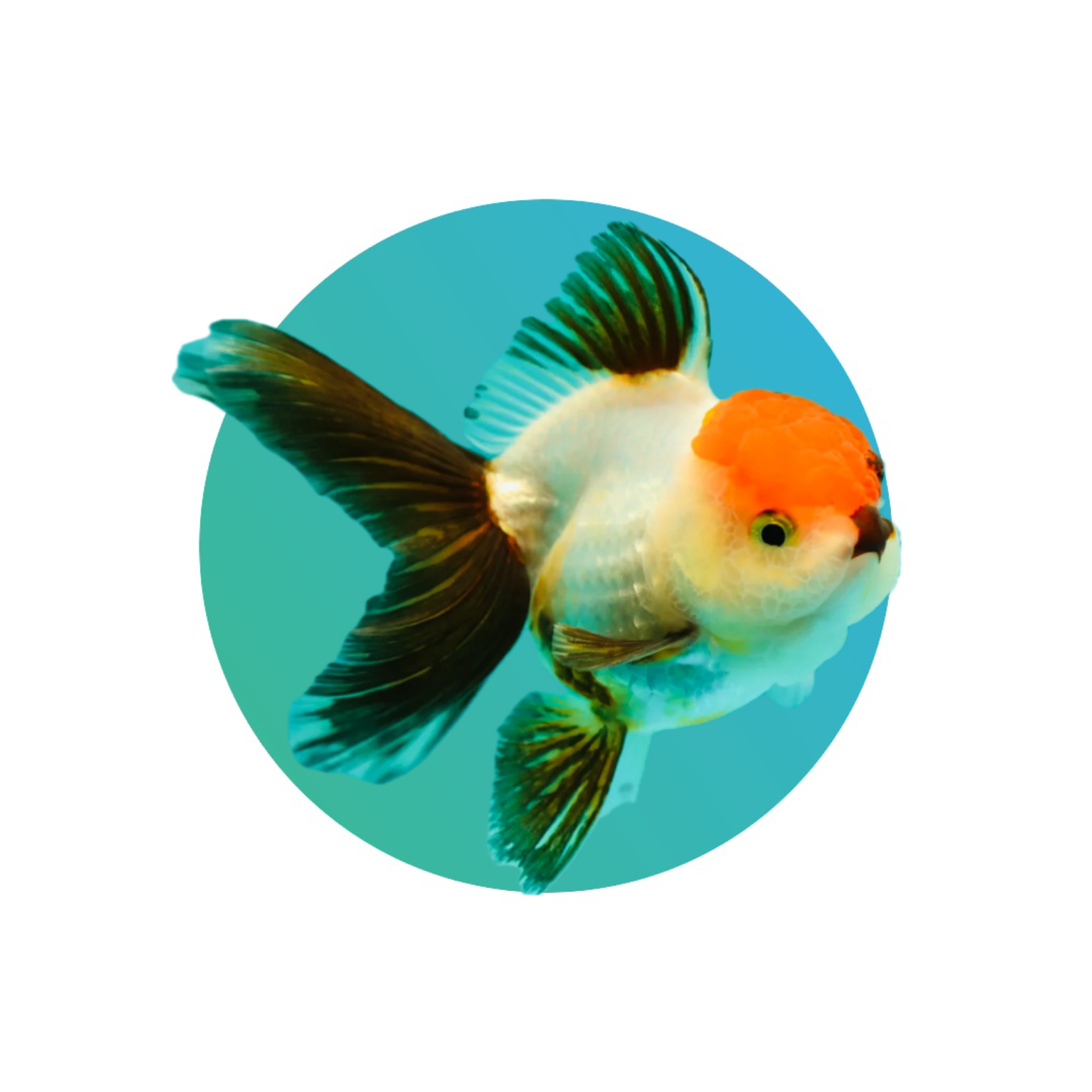 Jelly-head red head oranda goldfish