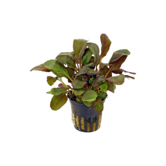 AG | Lobelia cardinalis - Pot