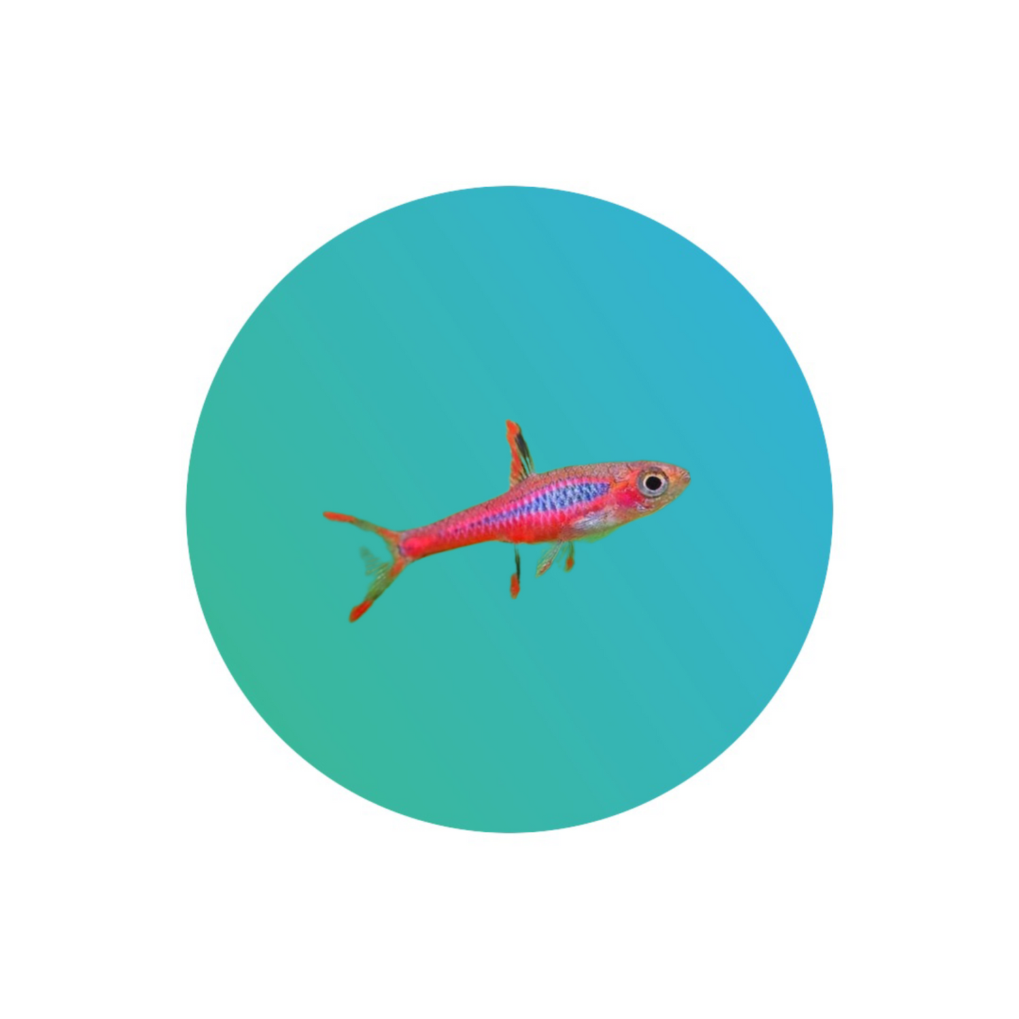 Chili red rasbora