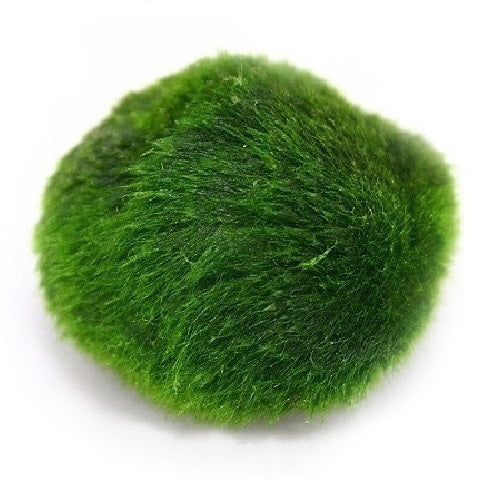 AG | Marimo moss ball (Cladophora aegagropila)