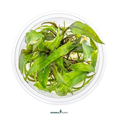 Dennerle Plants | Cryptocoryne sp. X Purpurea - Cup