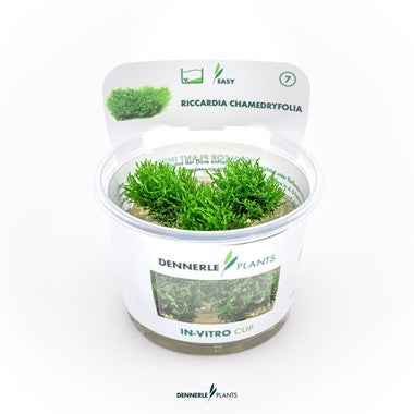 Dennerle Plants | Riccardia chamedryfolia 'Coral Moss' - Cup