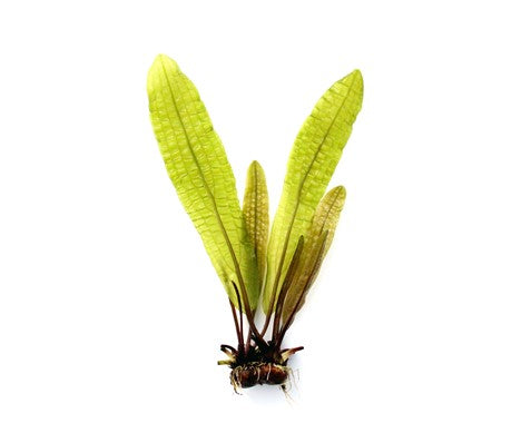 Dennerle Plants | Aponogeton boivinianus - Bulb piece