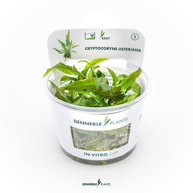 Dennerle Plants | Cryptocoryne sp. Usteriana - Cup
