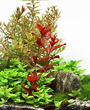 Dennerle Plants | Ludwigia repens 'Rubin' - Pot