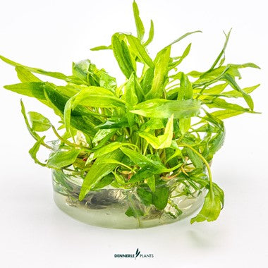 Dennerle Plants | Cryptocoryne sp. Wendtii 'Broad Leaf' - Cup