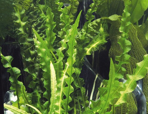 Dennerle Plants | Aponogeton longiplumulosus - Bulb piece