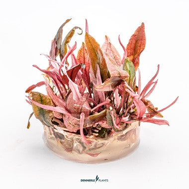Dennerle Plants | Cryptocoryne sp. 'Flamingo' - Cup