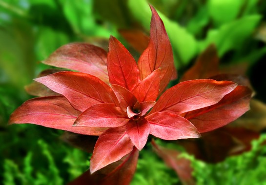 Dennerle Plants | Ludwigia repens 'Rubin' - Pot