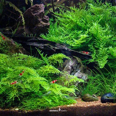 AG | Vesicularia montagnei ‘Christmas’ - Cup