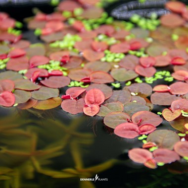 Dennerle Plants | Phyllanthus fluitans - Cup